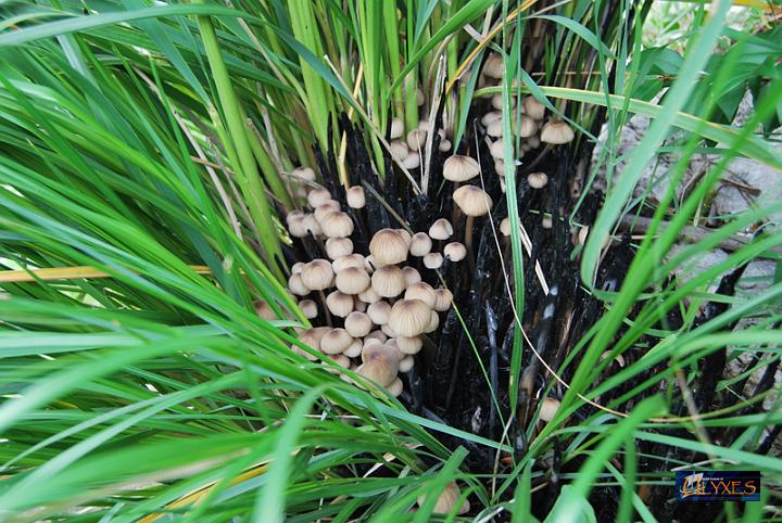 funghi cresciuti dalla cenere.JPG